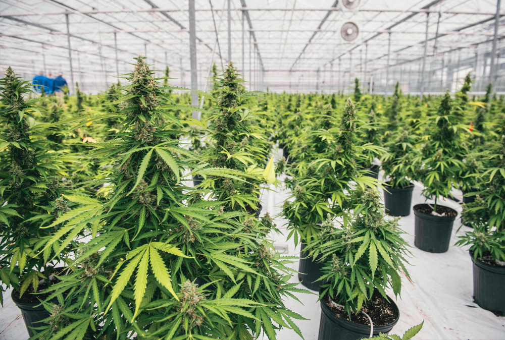 Выращивать коноплю в теплице продажа марихуаны в америке